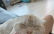 인절미 아니고 고양이2