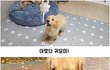 강아지 성장속도가 이렇게 빠르다고!?