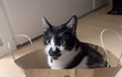 꽃모양 주둥이 스트릿출신 고양이2