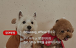 [이벤트] 블루독 크리스마스 기념 반려견 스튜디오 촬영 기회 증정 이벤트 공유 (~12/8)