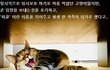 입양을 포기한 고양이, 피클