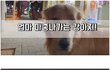 엄마 마중나가는 기특한 강아지!