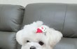 말티즈슈가이야기(아홉)