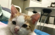 이거 고양이 짤 출처 아시는분