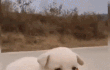 카카오 닭시 탄 아깽 백설기 댕댕이