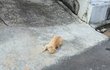 길고양이랑 조금 친해졌어요!