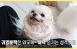 우리나라에서만 강아지슬개골 수술이많은 이유.jpg