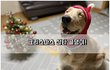 크리스마스 산타 골든리트리버! ㅋㅋㅋㅋ