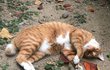 길고양이 자랑하고 싶어요