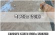 주인보다 축구 잘하는 강아지!?