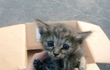 구조후 페럿과 함께자란 냥냥이
