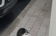 길고양이  사료 질문