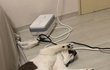 꽃모양 주둥이 스트릿출신 고양이3