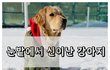 ﻿눈밭에 미쳐버린 강아지.