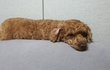 왕꿈틀이 토토