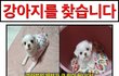 저의 반려견 코코 찾게 도와주세요...!