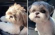 정말 우리집 댕댕이 맞나요?