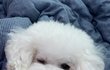우리집 댕댕이 보고가세요~