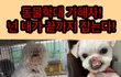 학대로 코와 입이 잘린 유기견 순수를 도와주세요