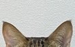 真面目に生きよう