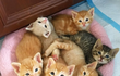 귀여운 고양이 6마리.jpg