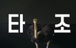 타조랑 펭귄이랑 달리기시합을 하면?!
