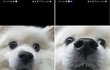 울 강아지 멍청한 표정 잘 지음