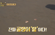 골뱅이 맛있겠다