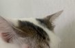 고양이 머리에 혹이 났어요