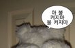 말풍선 짤 공유함