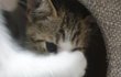 우리집 애기 고양이 자랑 7