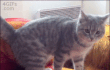 커여운 고양이.gif