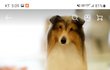ㅇㅇ디어스에서 주문제작 반려견 인형, 양모펠트 사기 주의하세요