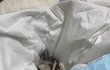 길냥이 성장기