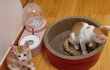 길냥이 구조 후 성장기