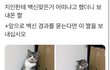 백신 맞은 고양이
