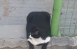 우리집 네모 고양이 봐줘 고먐미