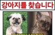 강아지를 찾고 있습니다. (고양시 대장동, 토당동, 능곡동)