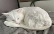고양이 꽃분이