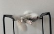 고양이
