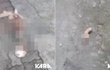 서울 서대문과 강남역서 고양이 훼손 사체 잇따라 발견