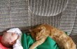 육아 마스터 한 전설의 고양이