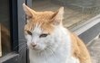 이 고양이 솔직히 귀엽지 않음 ?