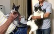 고양이 확대범의 무자비한 모습
