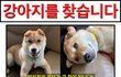 파주 운정에 사는 금이(진돗개/암컷/1살미만)찾습니다!!