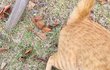 산책중 고양이