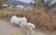 저희 말티즈가 옆집 대형견에게 물려 죽었습니다.