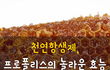 천연항생제, 프로폴리스의 놀라운 효능