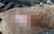 "가죽벗겨 전시" 고양이 20마리 연쇄살해 '경악'