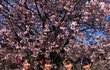 일본여자에 환상가지는 한국남자들